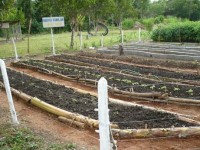 Organic vegetable beds in Centro Madre, Barlovento, Venezuela